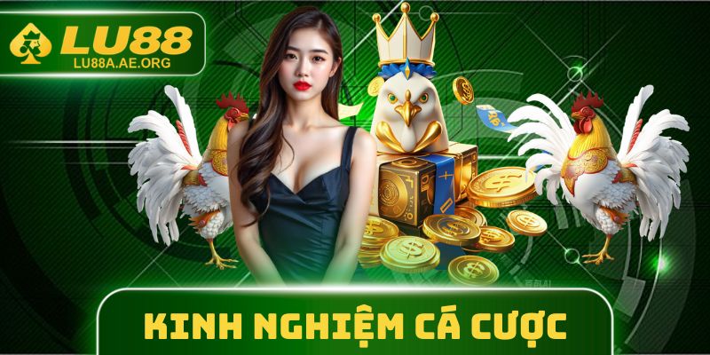 Theo dõi các kinh nghiệm nhận định đá gà